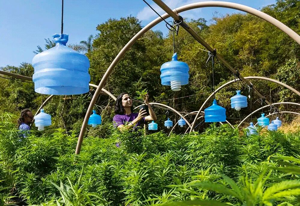 Plantio legal de cannabis na fazenda da Apepi, em Paty do Alferes (RJ) (Imagem: Leo Lemos | Veja)
